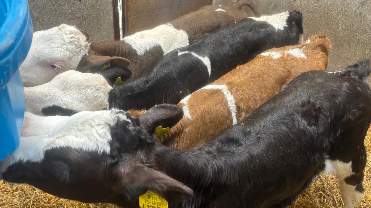 4 Quality Simmental Heifer Calves - Image 4