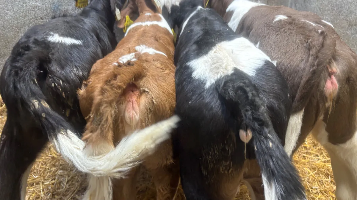 4 Quality Simmental Heifer Calves - Image 3