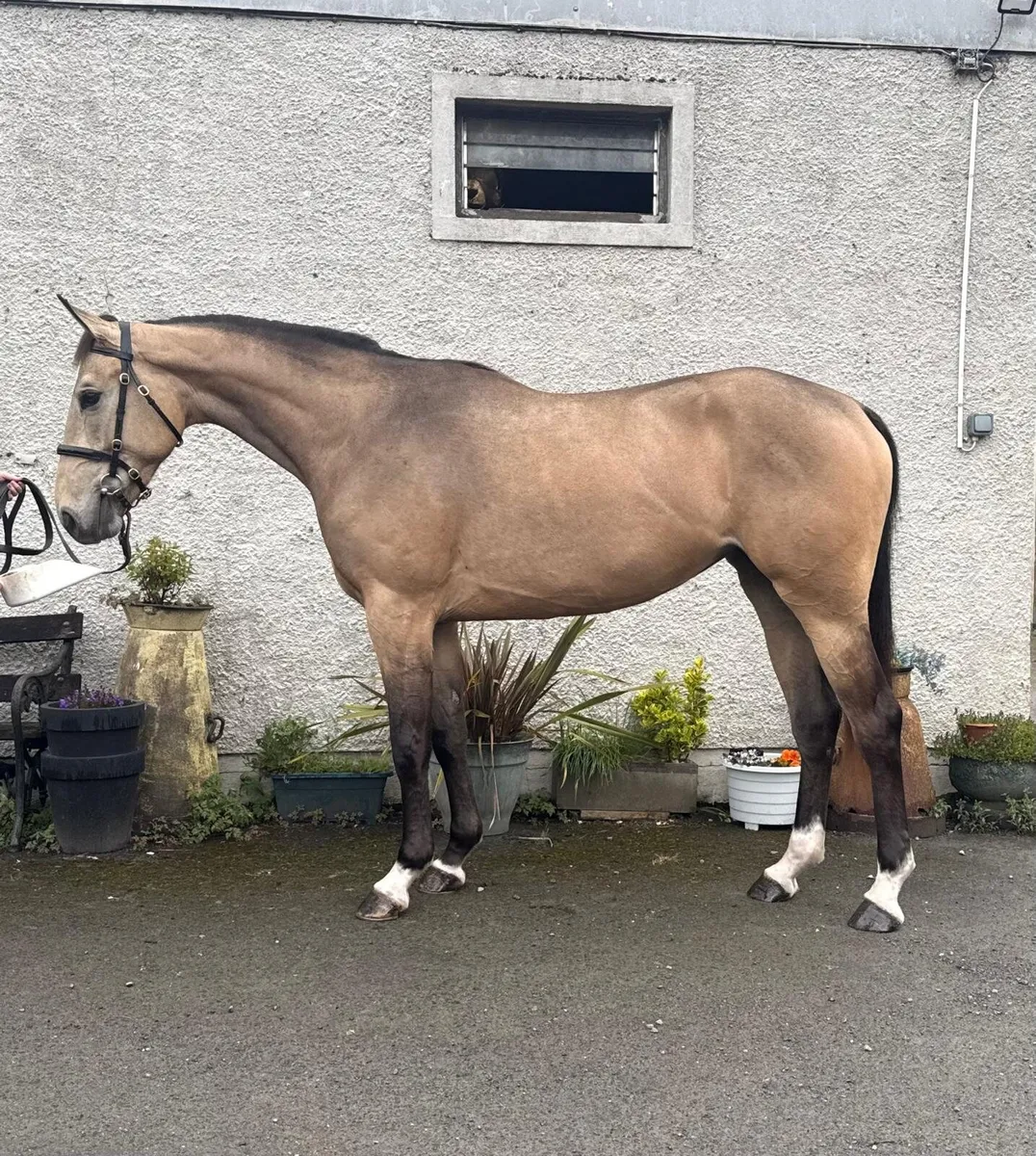 Tullabeg Fusion 3yr old - Image 1