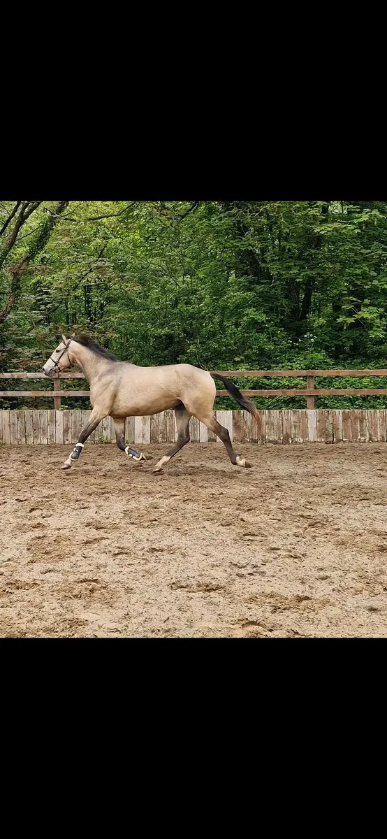 Tullabeg Fusion 3yr old - Image 2