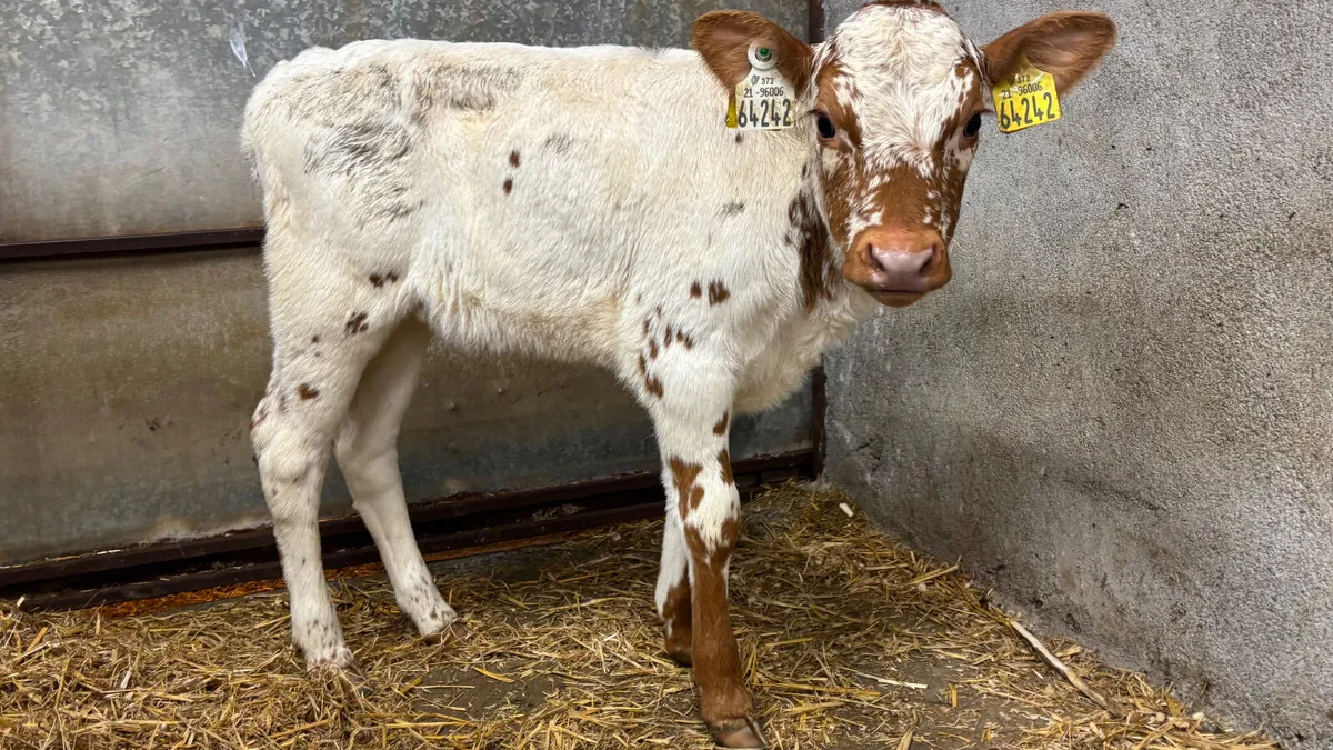 Red Speckled Park Heifer Calf - Image 4