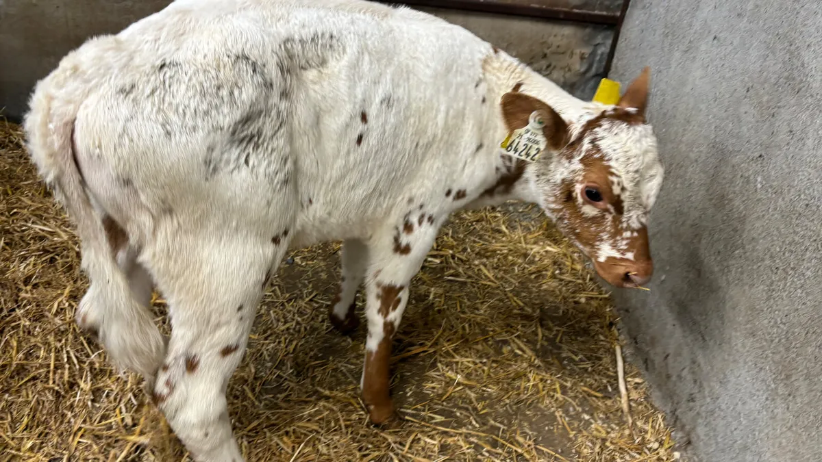 Red Speckled Park Heifer Calf - Image 2