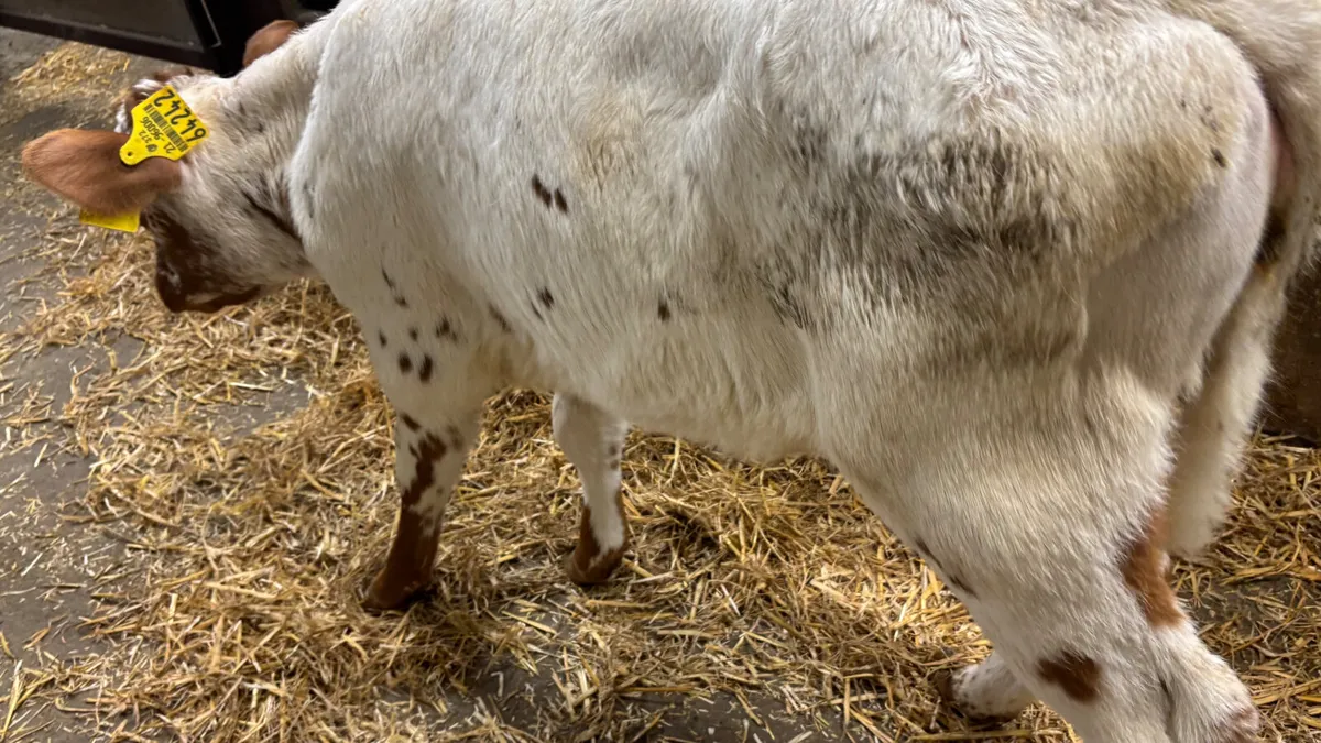 Red Speckled Park Heifer Calf - Image 3
