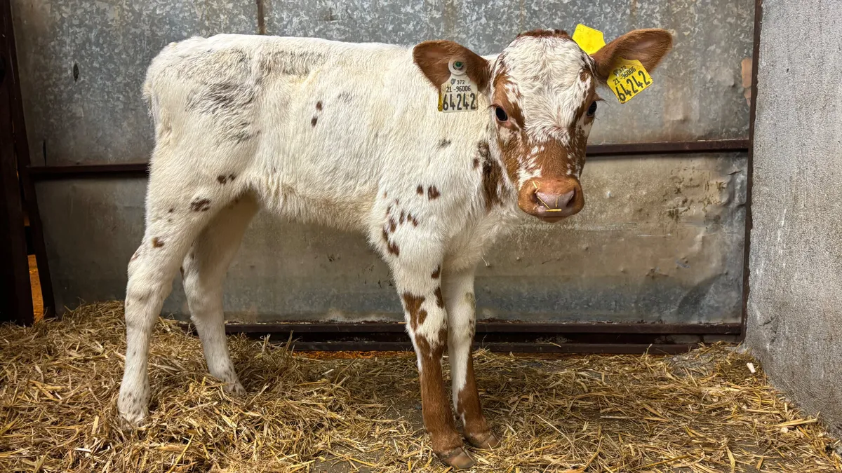 Red Speckled Park Heifer Calf - Image 1