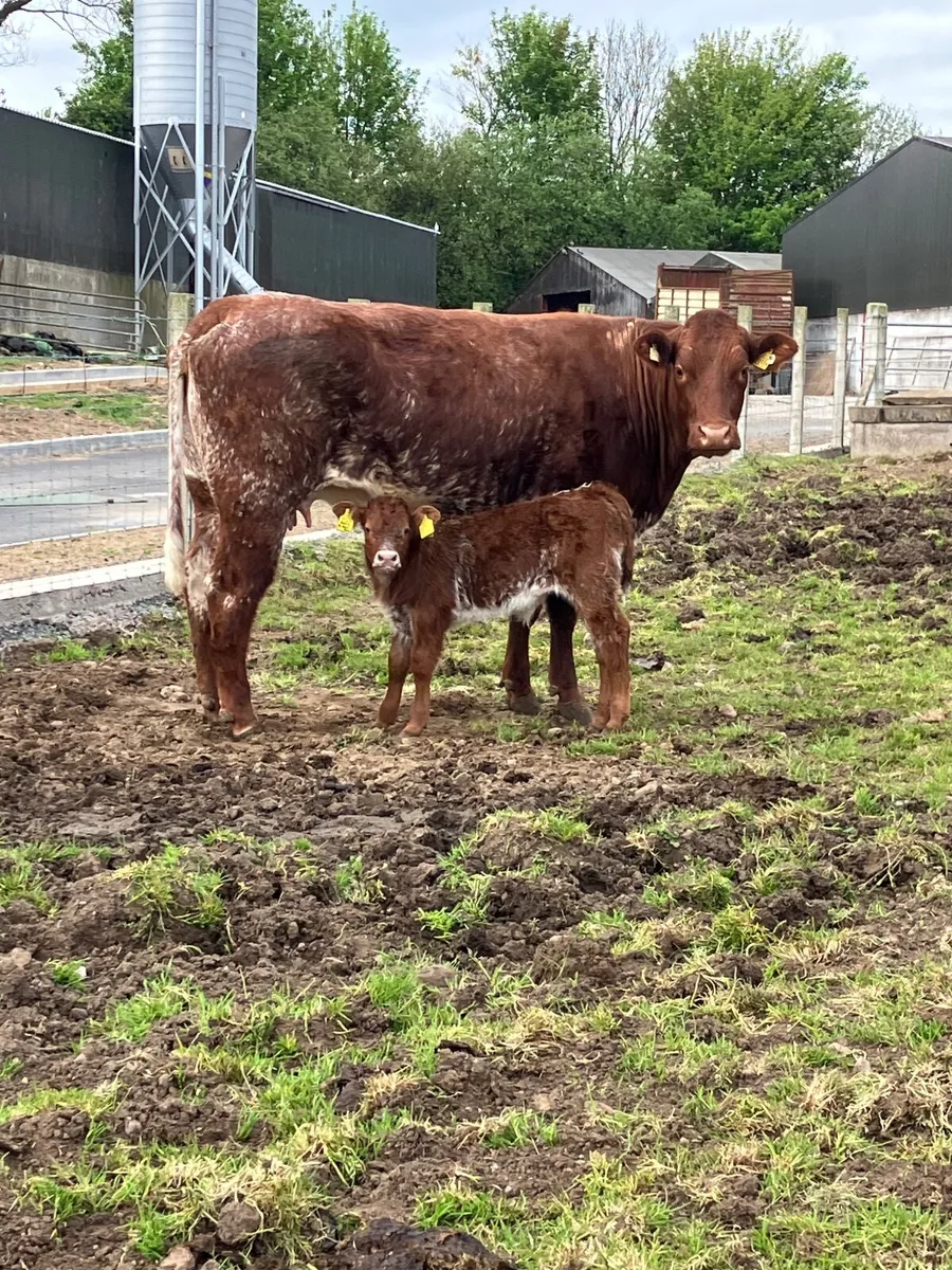 Calved heifers - Image 1