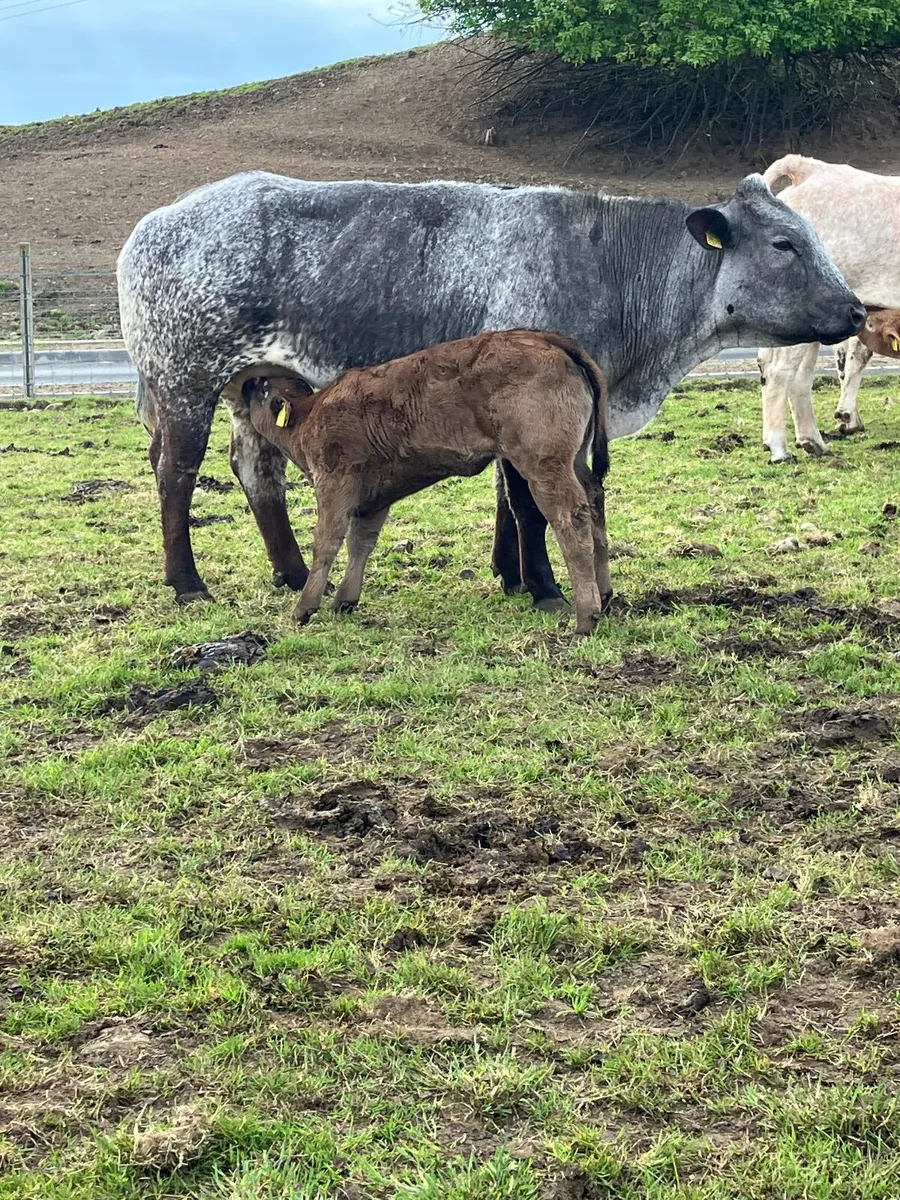 Calved heifers - Image 2