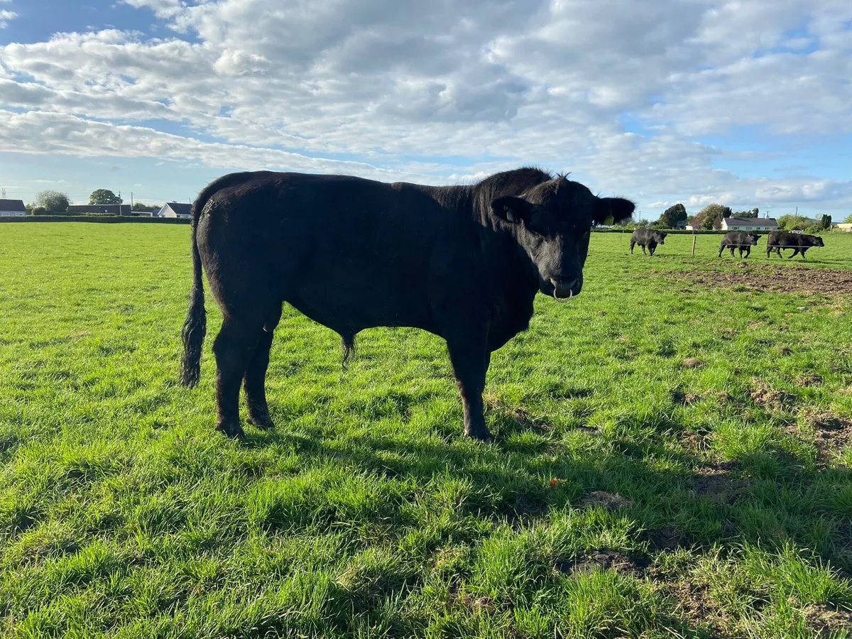 Angus Bulls - Image 2