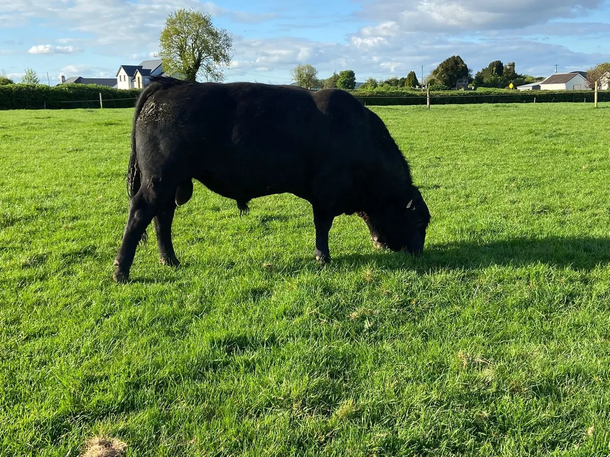Angus Bulls - Image 3