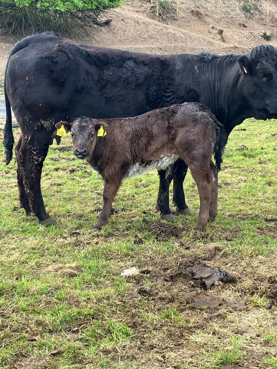 Calved heifers - Image 3