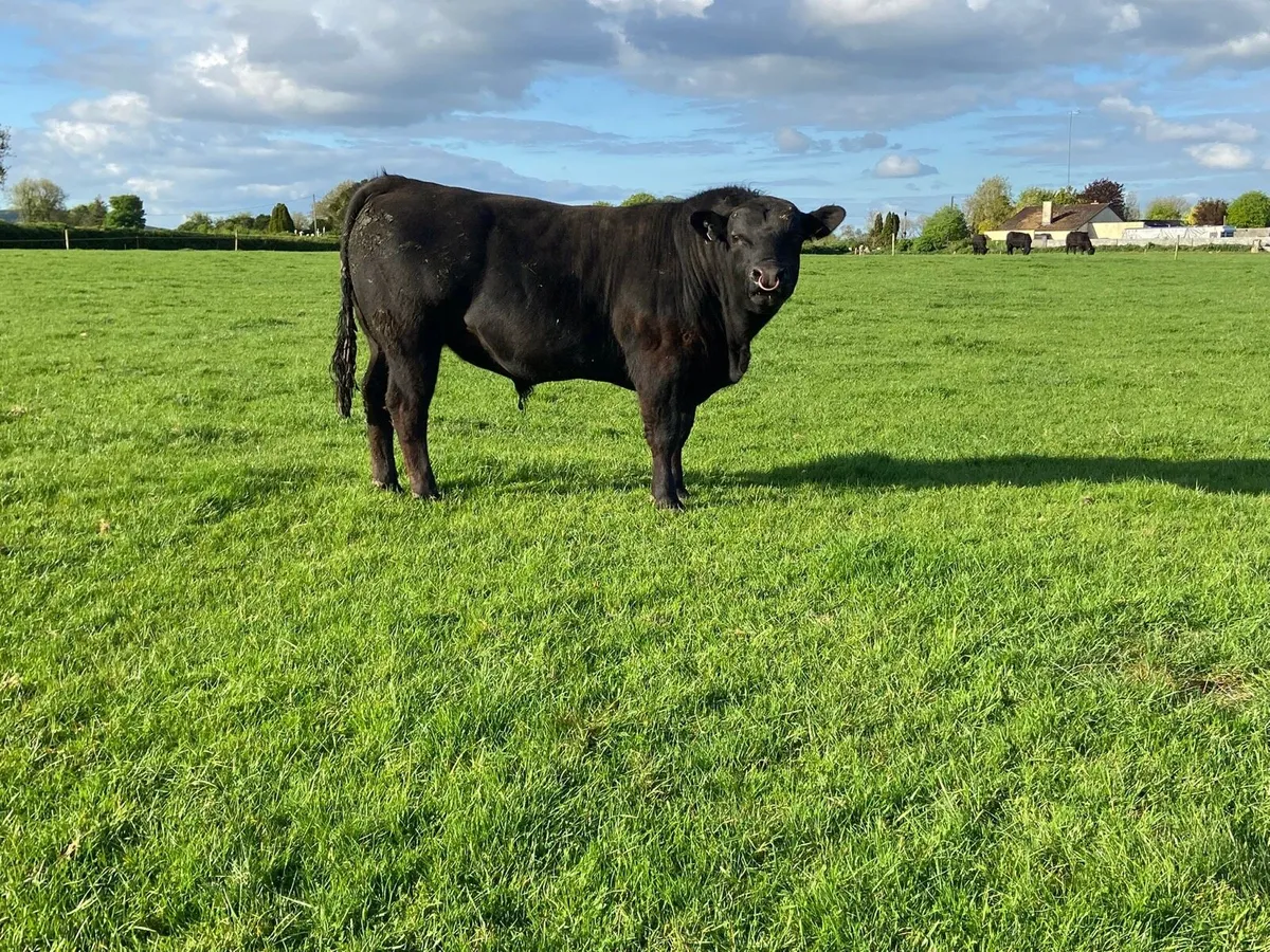Angus Bulls - Image 4