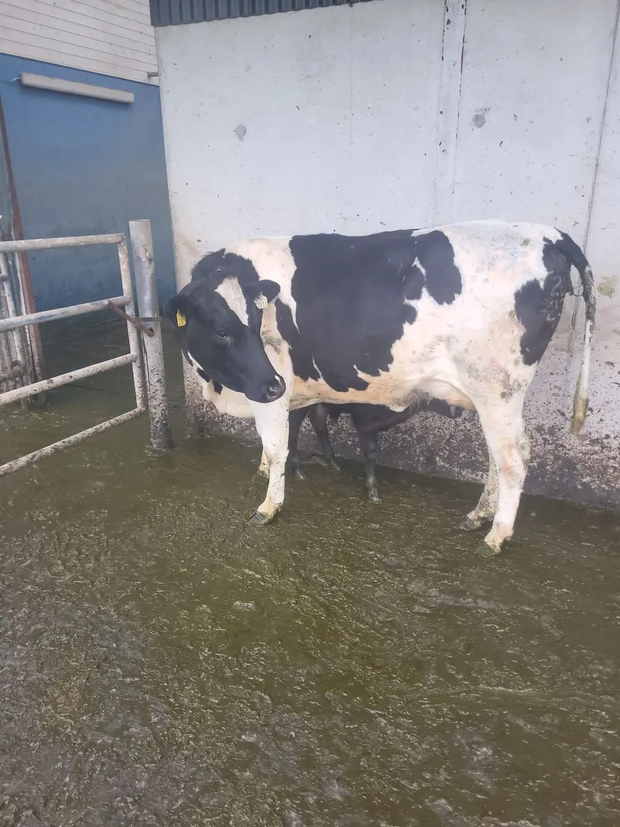 Heifer - Image 2