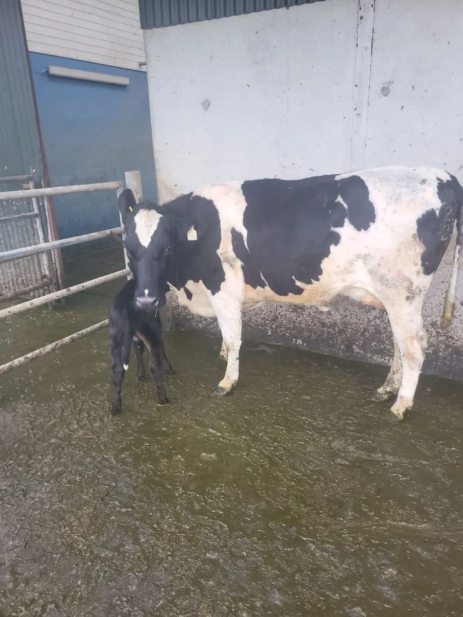 Heifer - Image 3