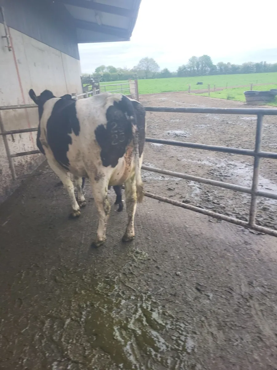 Heifer - Image 4