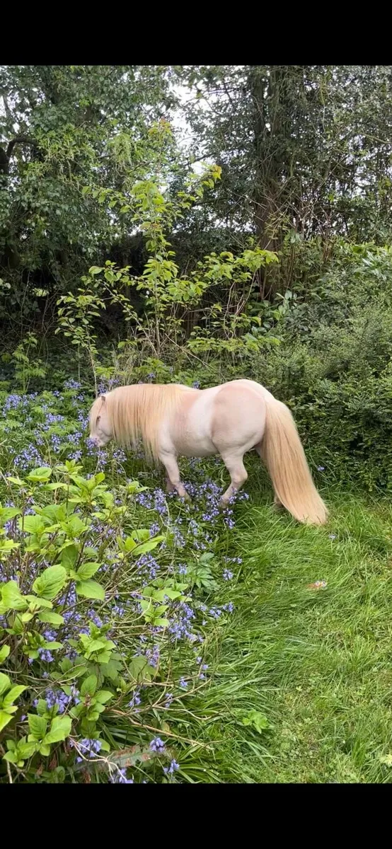 Miniature Cremello Falabella stallion - Image 1