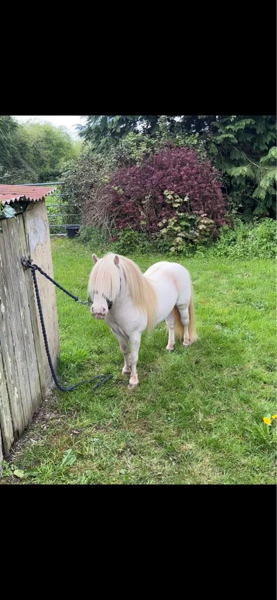 Miniature Cremello Falabella stallion - Image 2