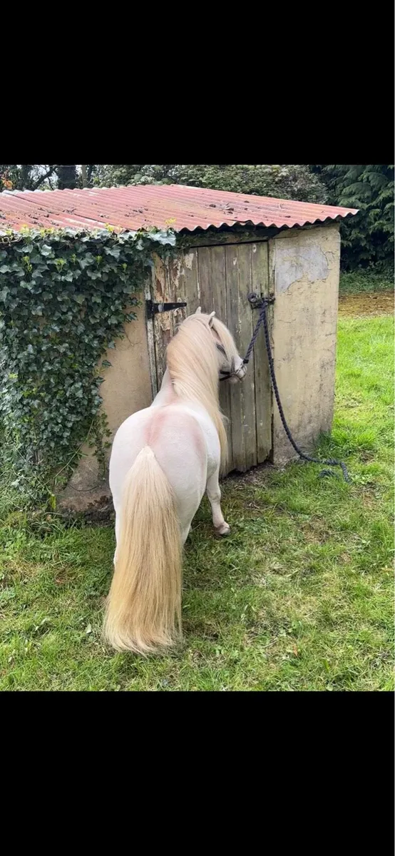 Miniature Cremello Falabella stallion - Image 3