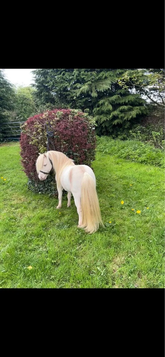 Miniature Cremello Falabella stallion - Image 4