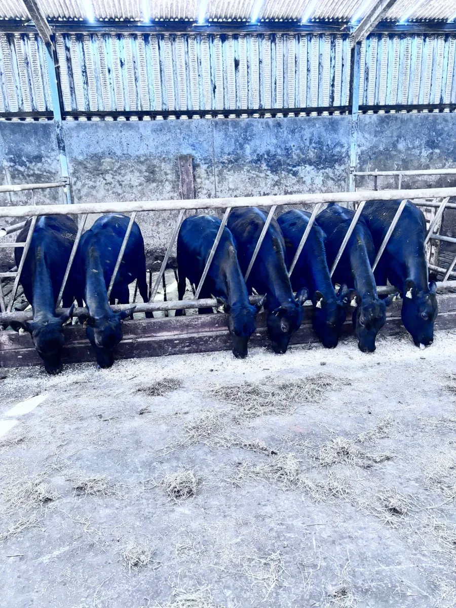 Heifers - Image 1
