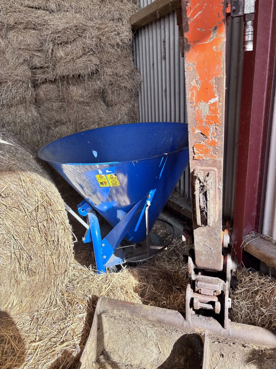 Heifers - Image 2