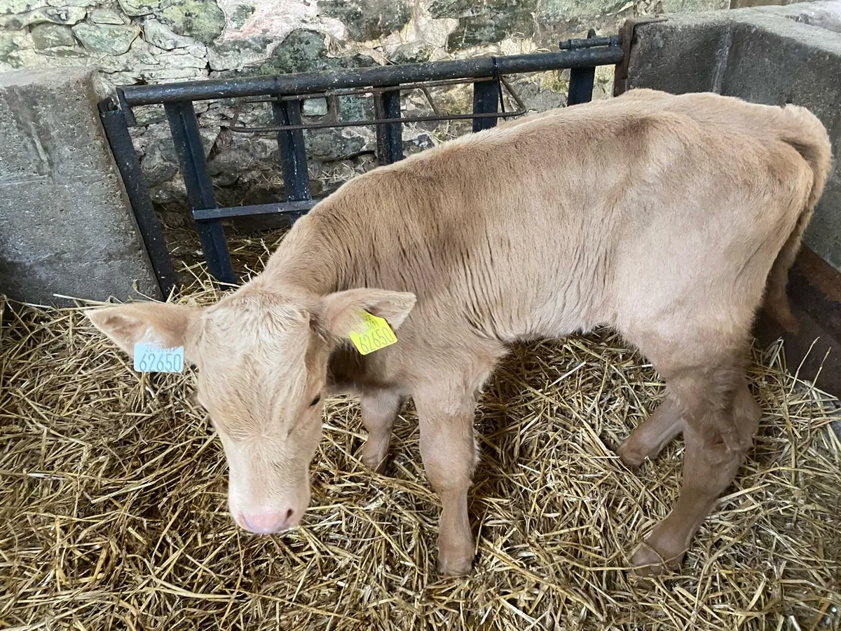 Charolais calves - Image 1