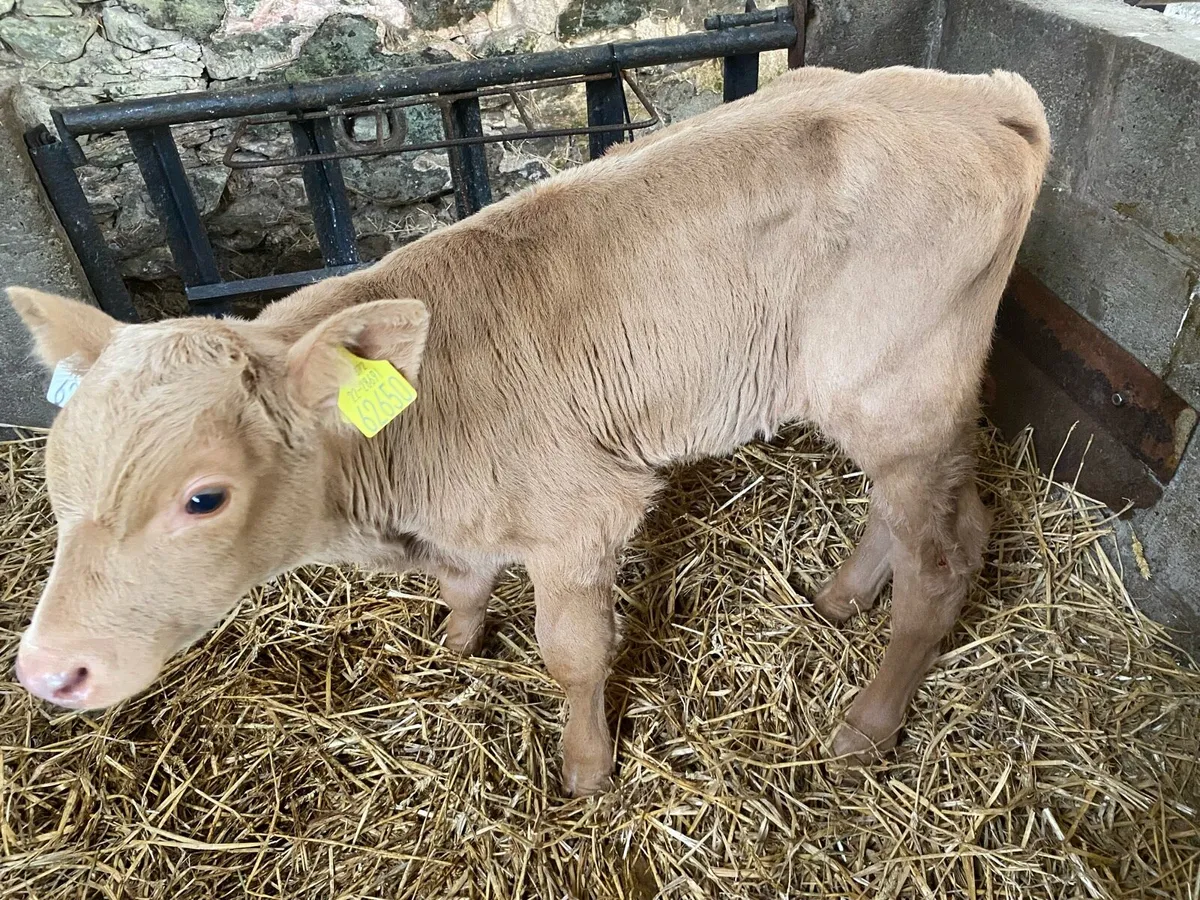 Charolais calves - Image 2