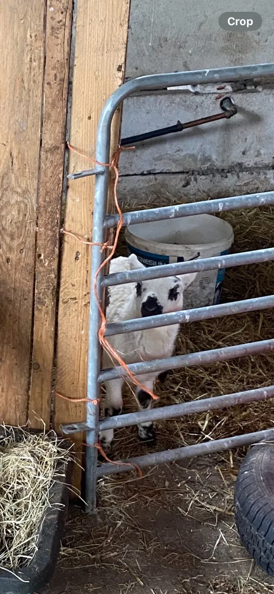 Foster/pet lambs