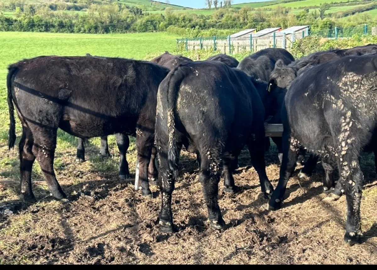 Cattle - Image 1