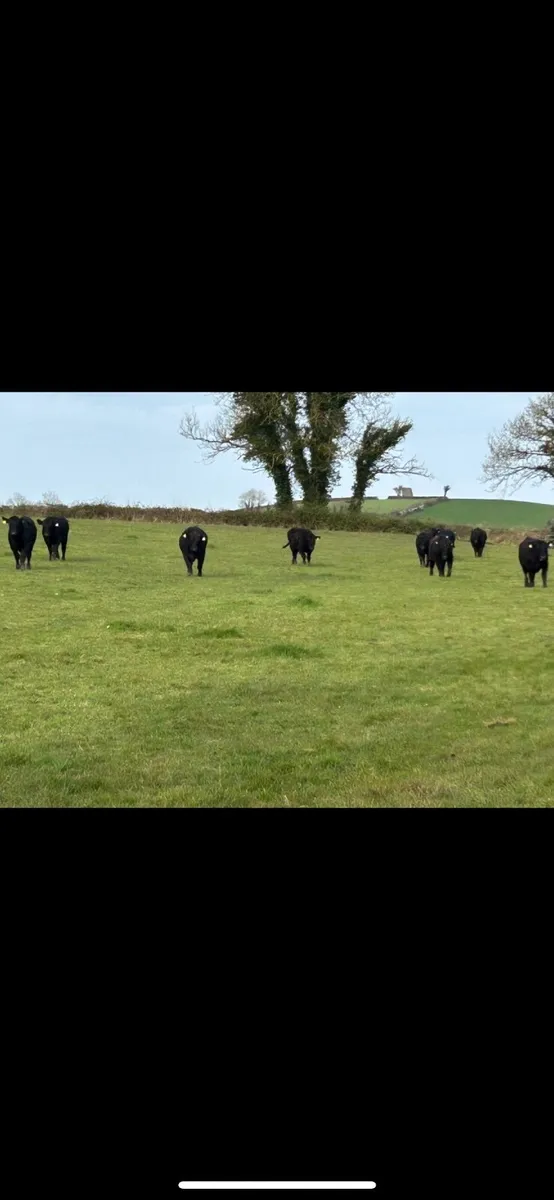 Cattle - Image 2