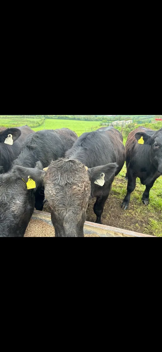 Cattle - Image 3