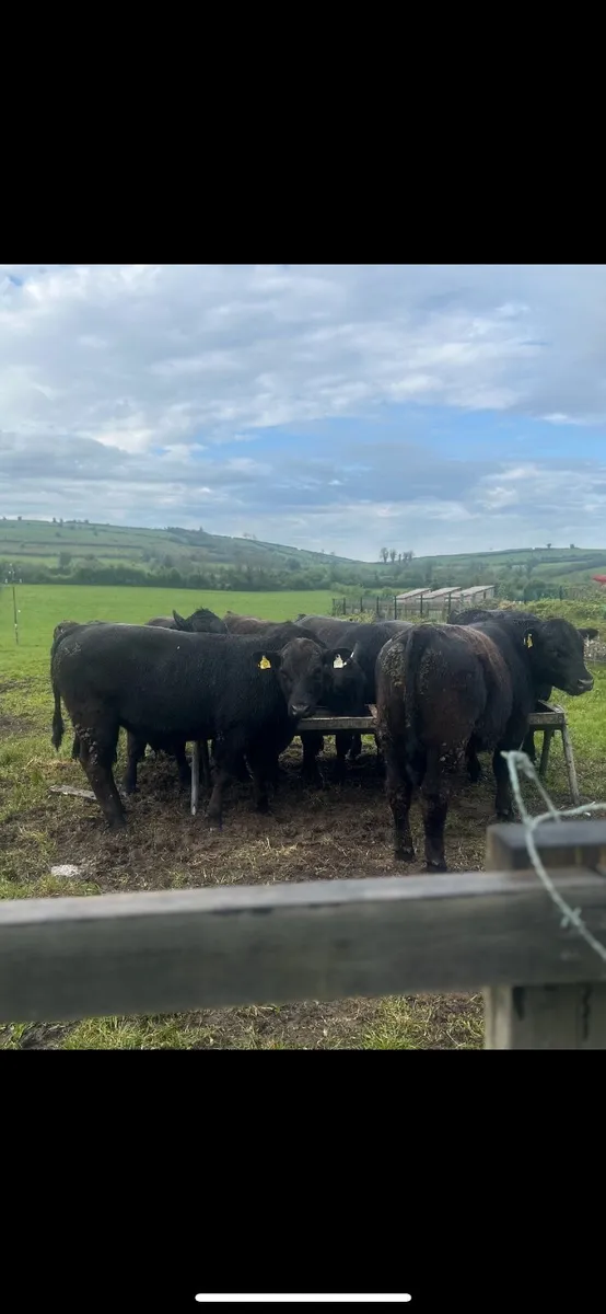 Cattle - Image 4