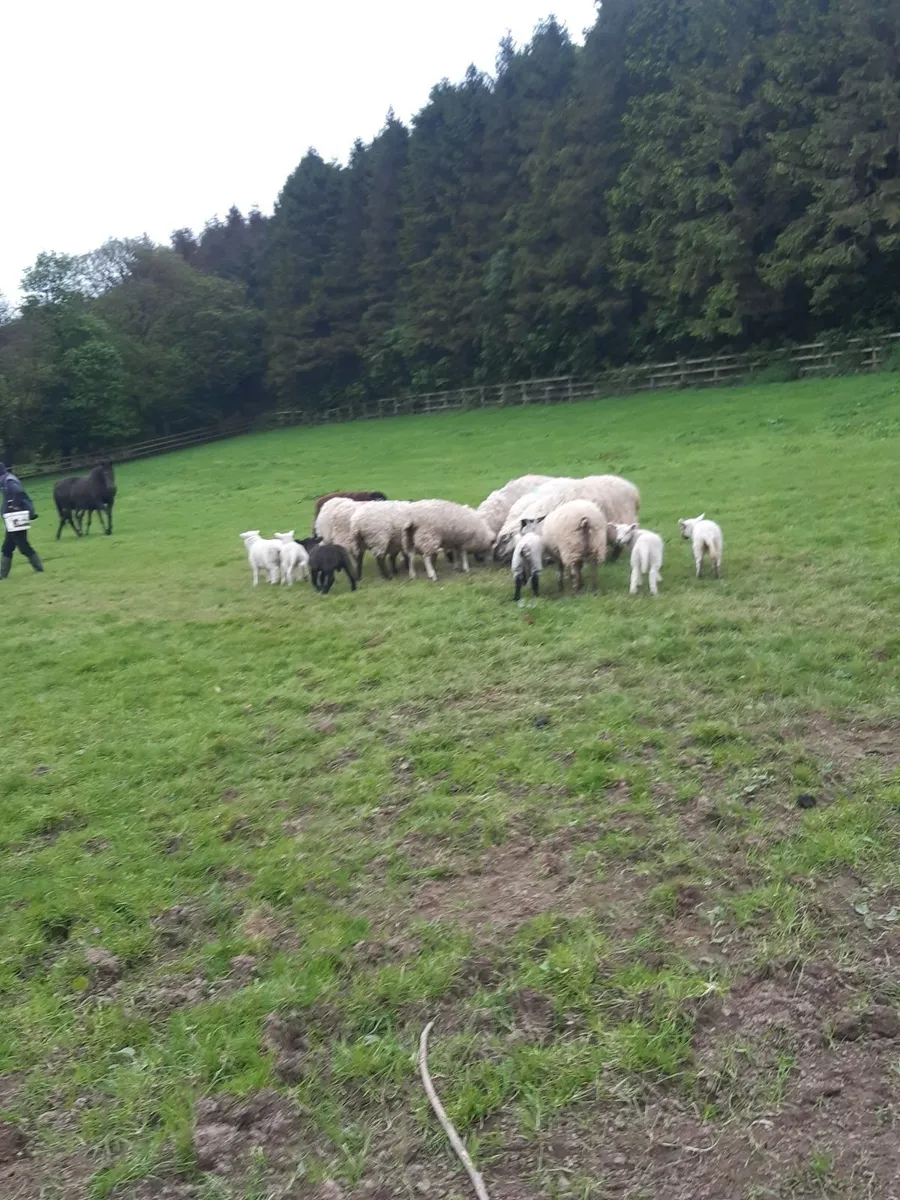 Sheep - Image 1