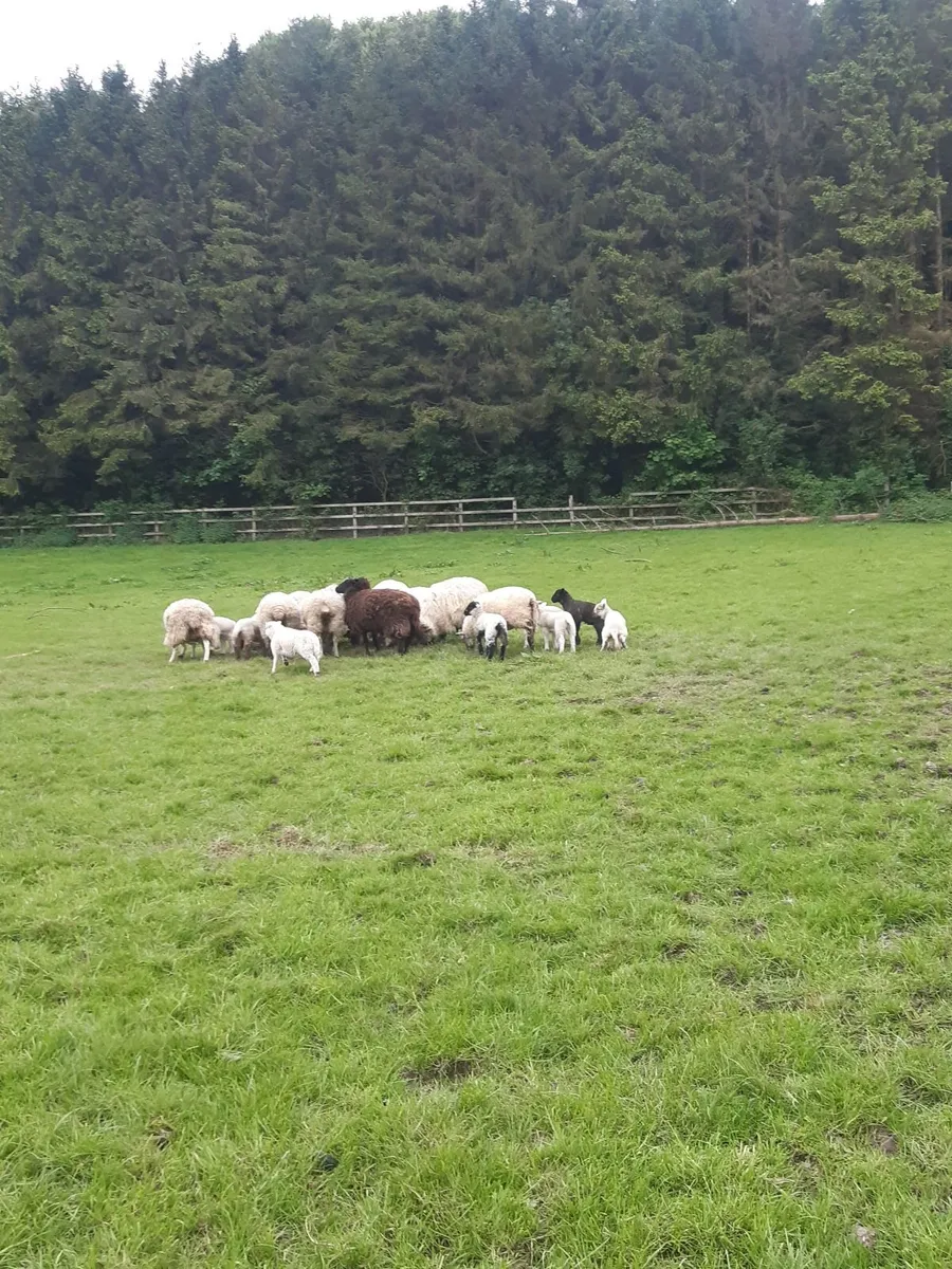 Sheep - Image 2