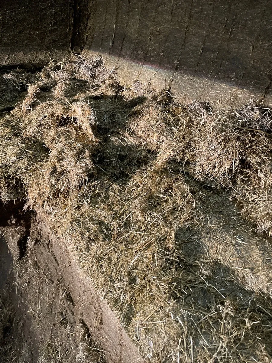 1st cut pit silage - Image 2