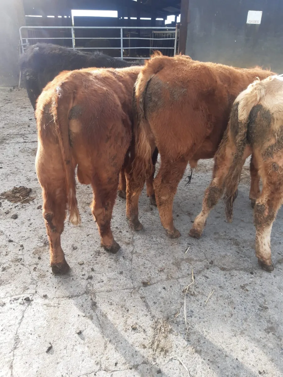 9 yearling bullocks - Image 1