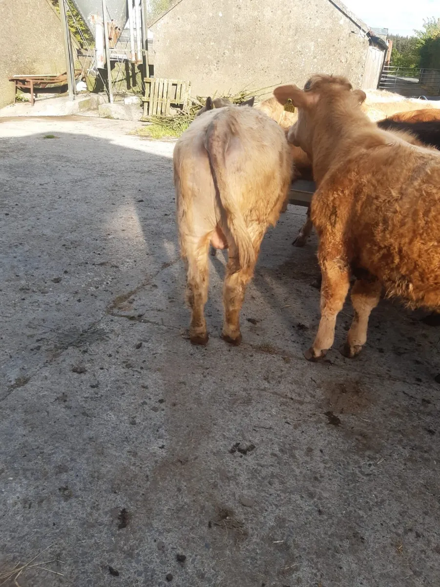 9 yearling bullocks - Image 2