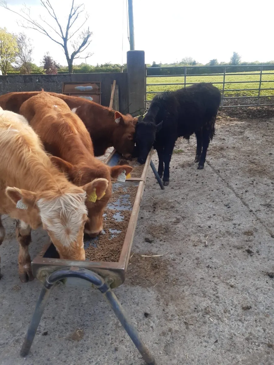 9 yearling bullocks - Image 3