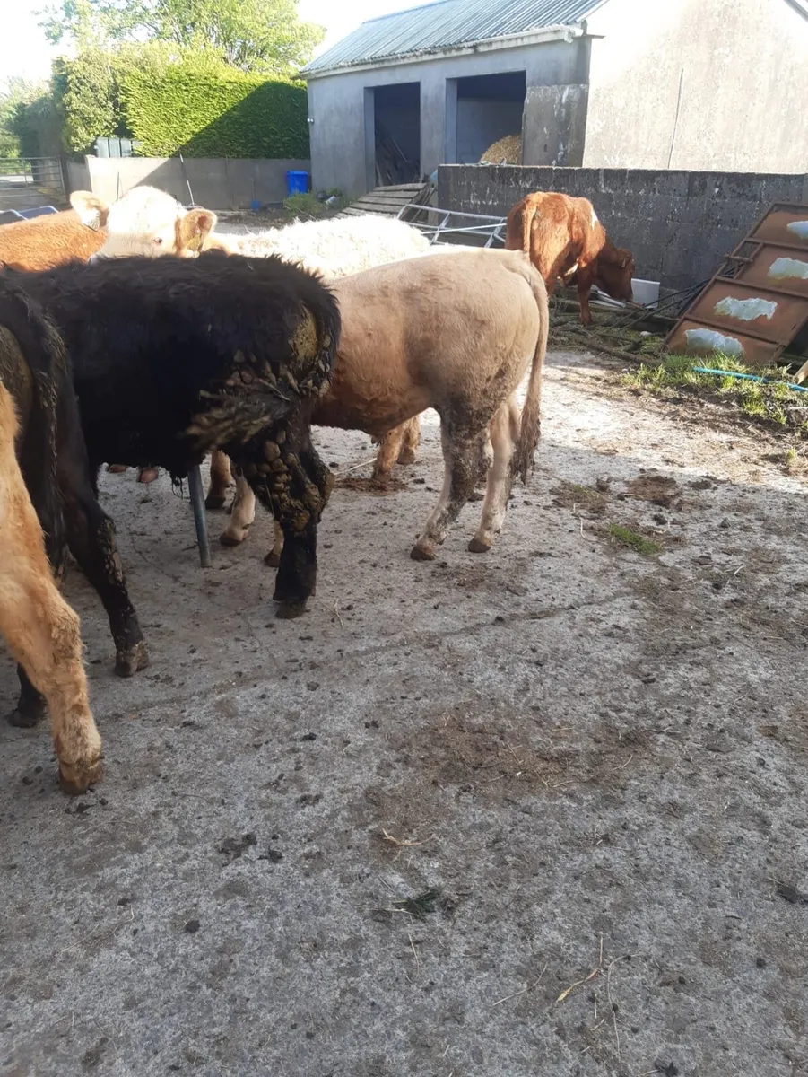 9 yearling bullocks - Image 4