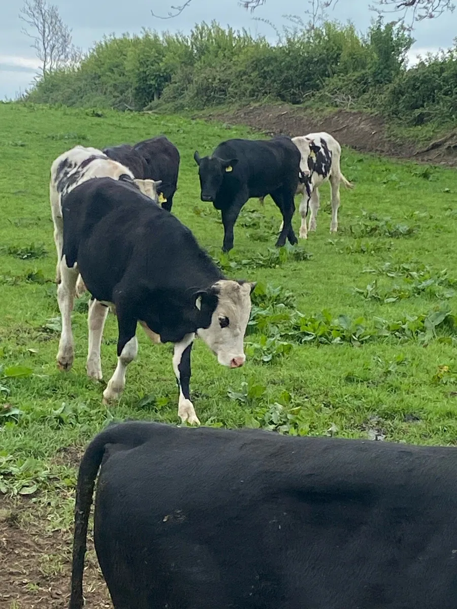 Grass bulls - Image 2