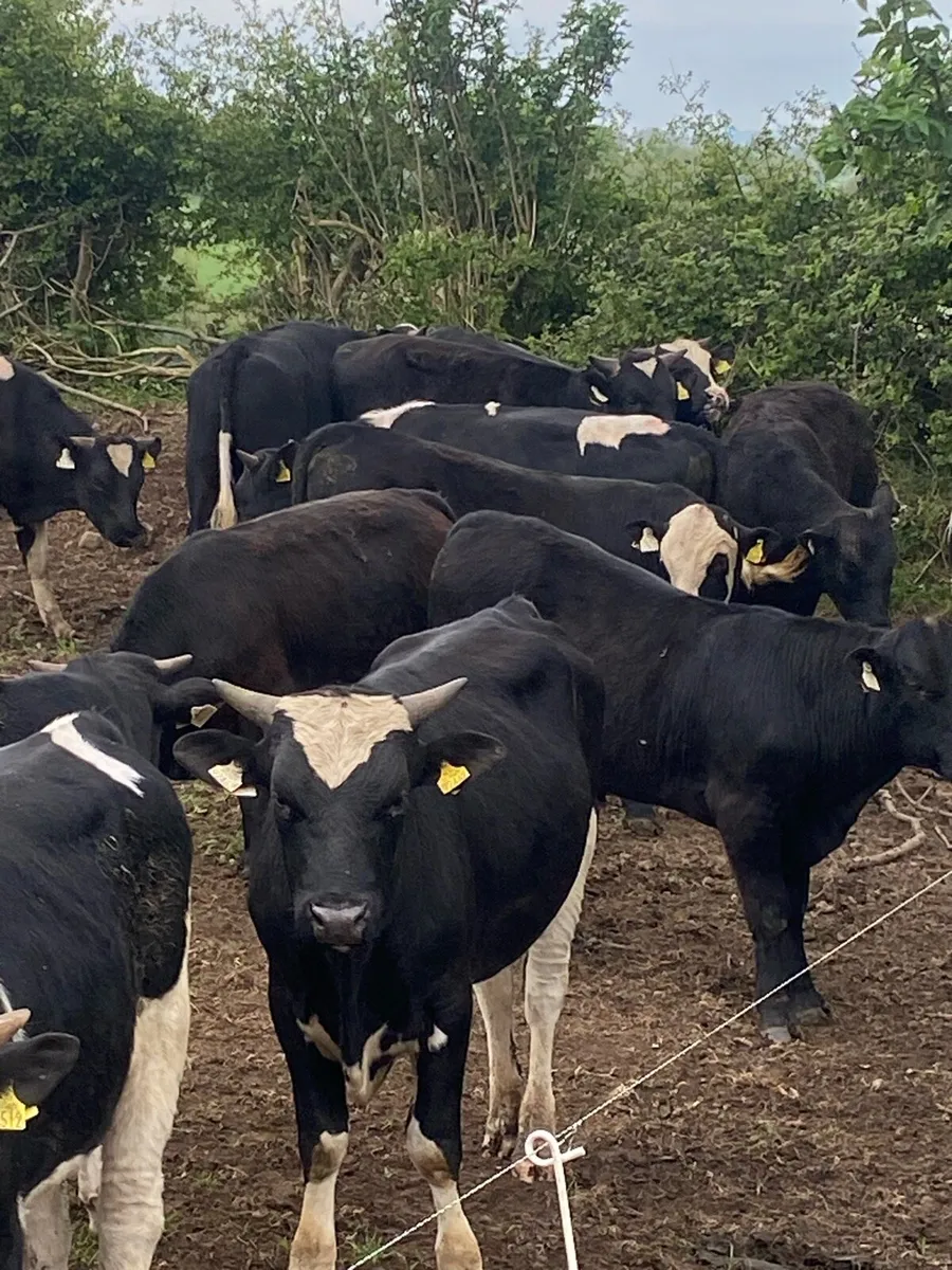 Grass bulls - Image 3
