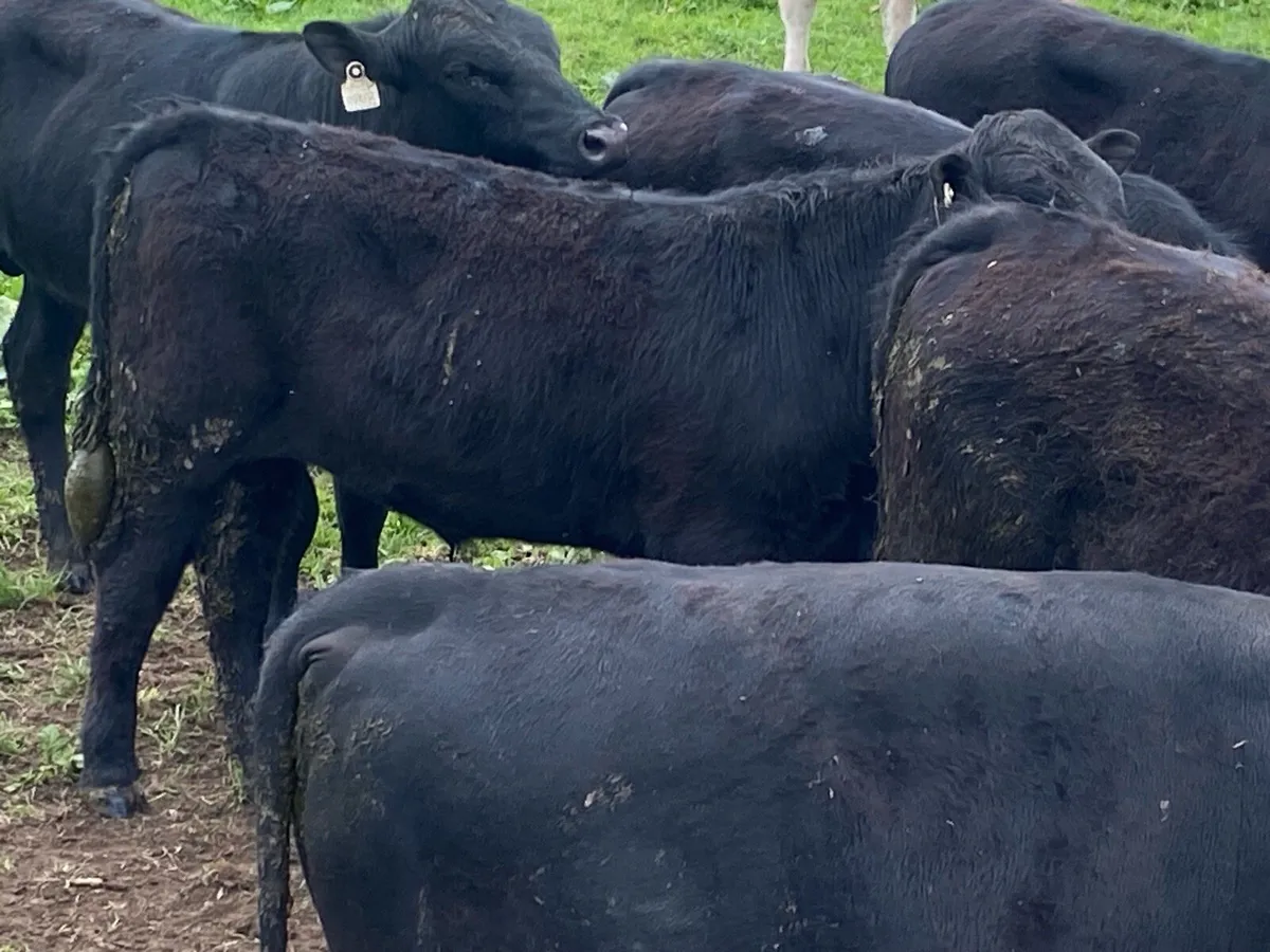 Grass bulls - Image 4