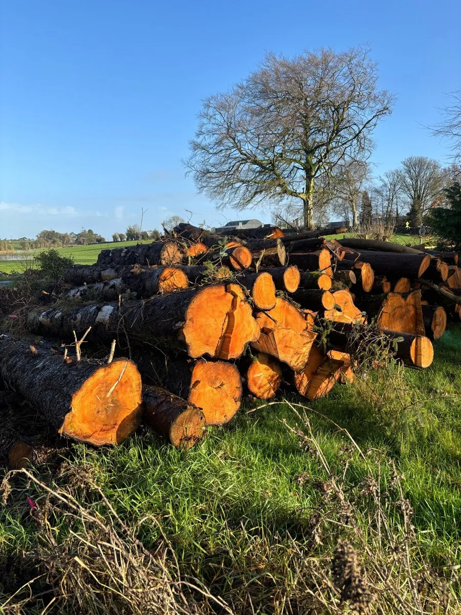 Firewood - Image 1