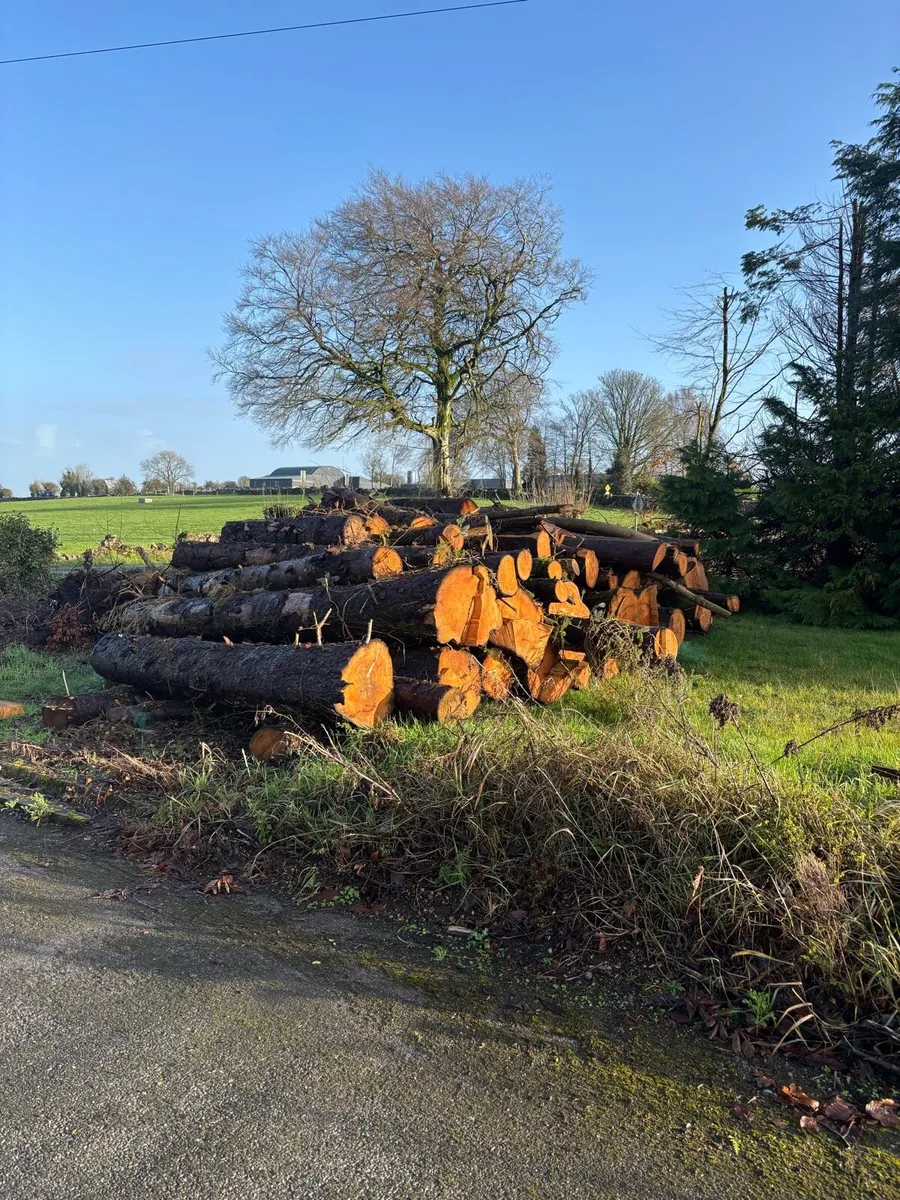 Firewood - Image 3