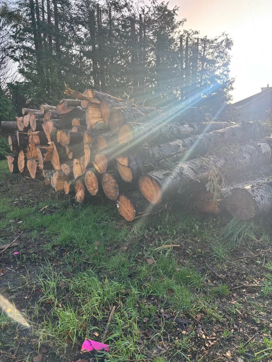 Firewood - Image 4
