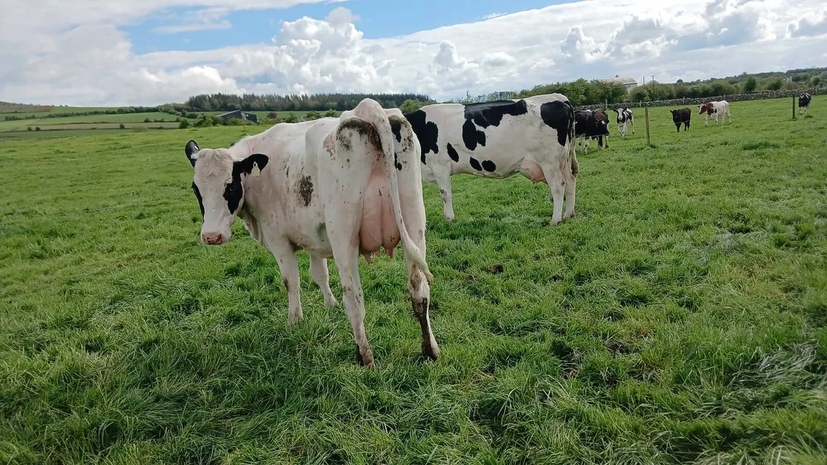 Dairy sale //First calved heifers Athenry May 7th - Image 1
