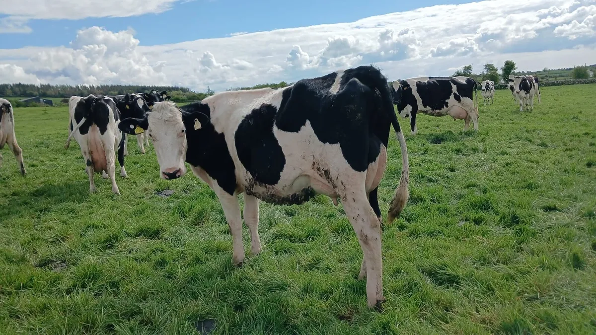 Dairy sale //First calved heifers Athenry May 7th - Image 3