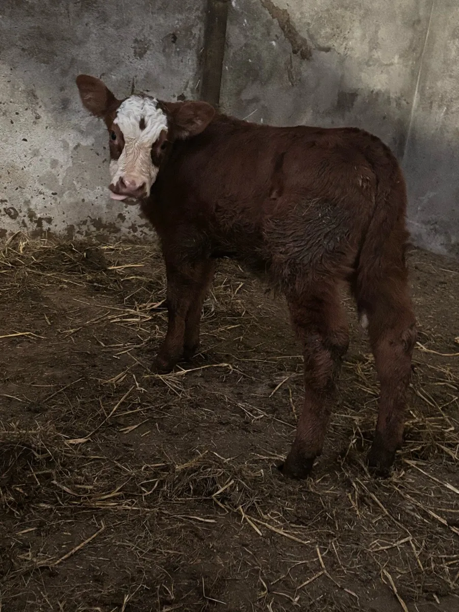 Suckler Bred EBY Bull Calf for sale - Image 1