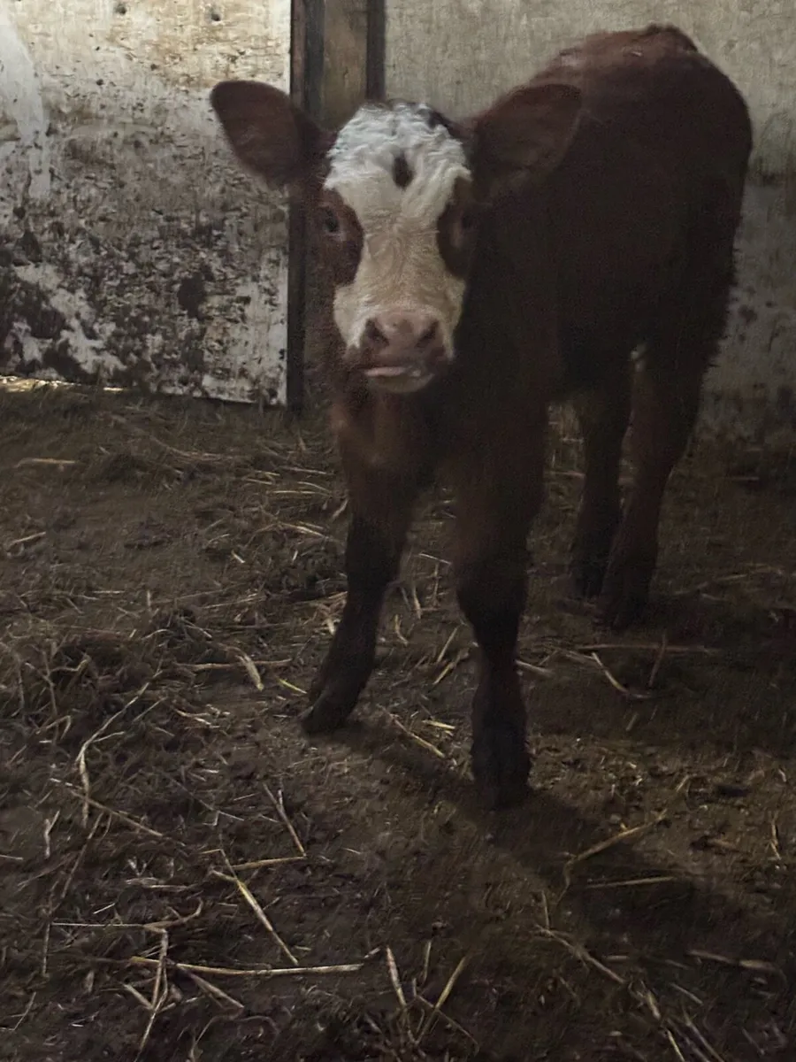 Suckler Bred EBY Bull Calf for sale - Image 2