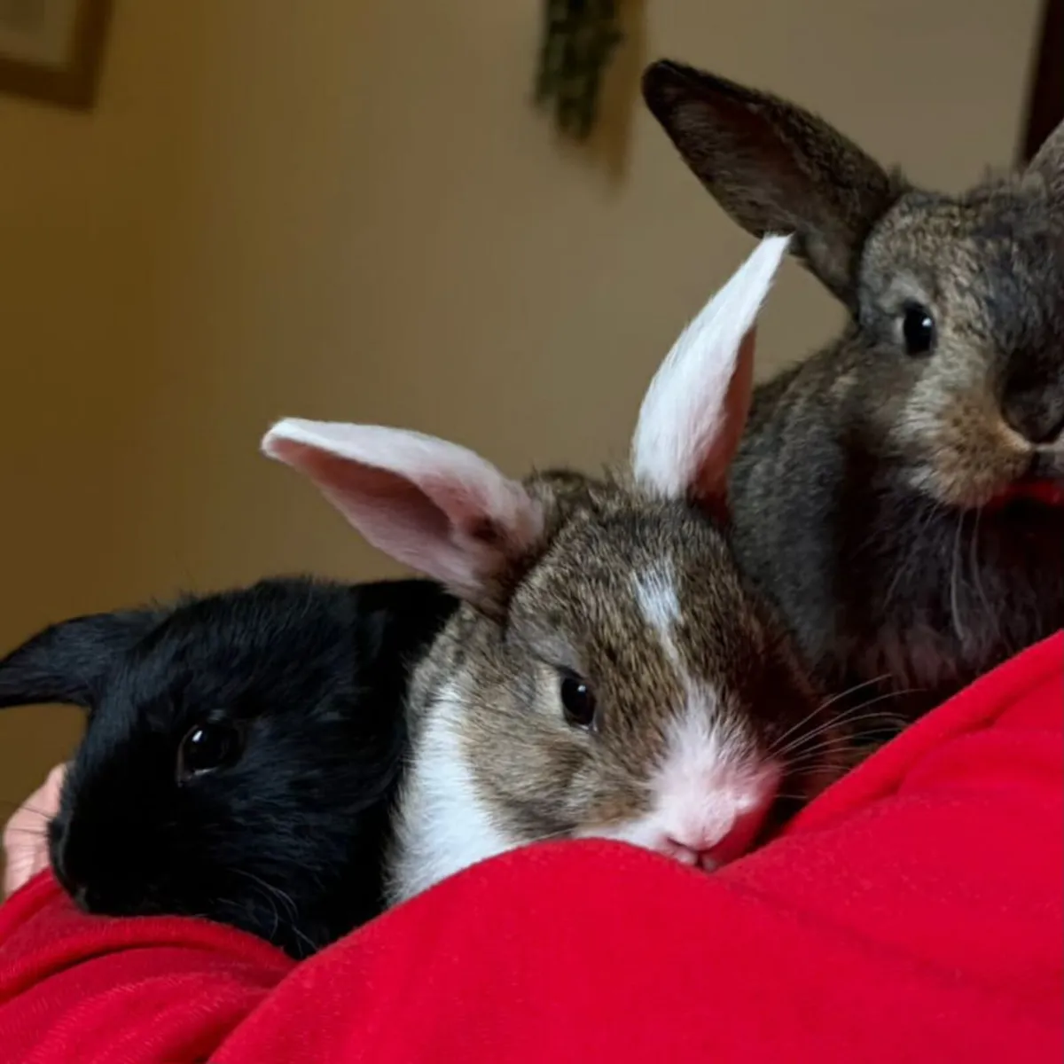 Really friendly and taimed bunnies - Image 1