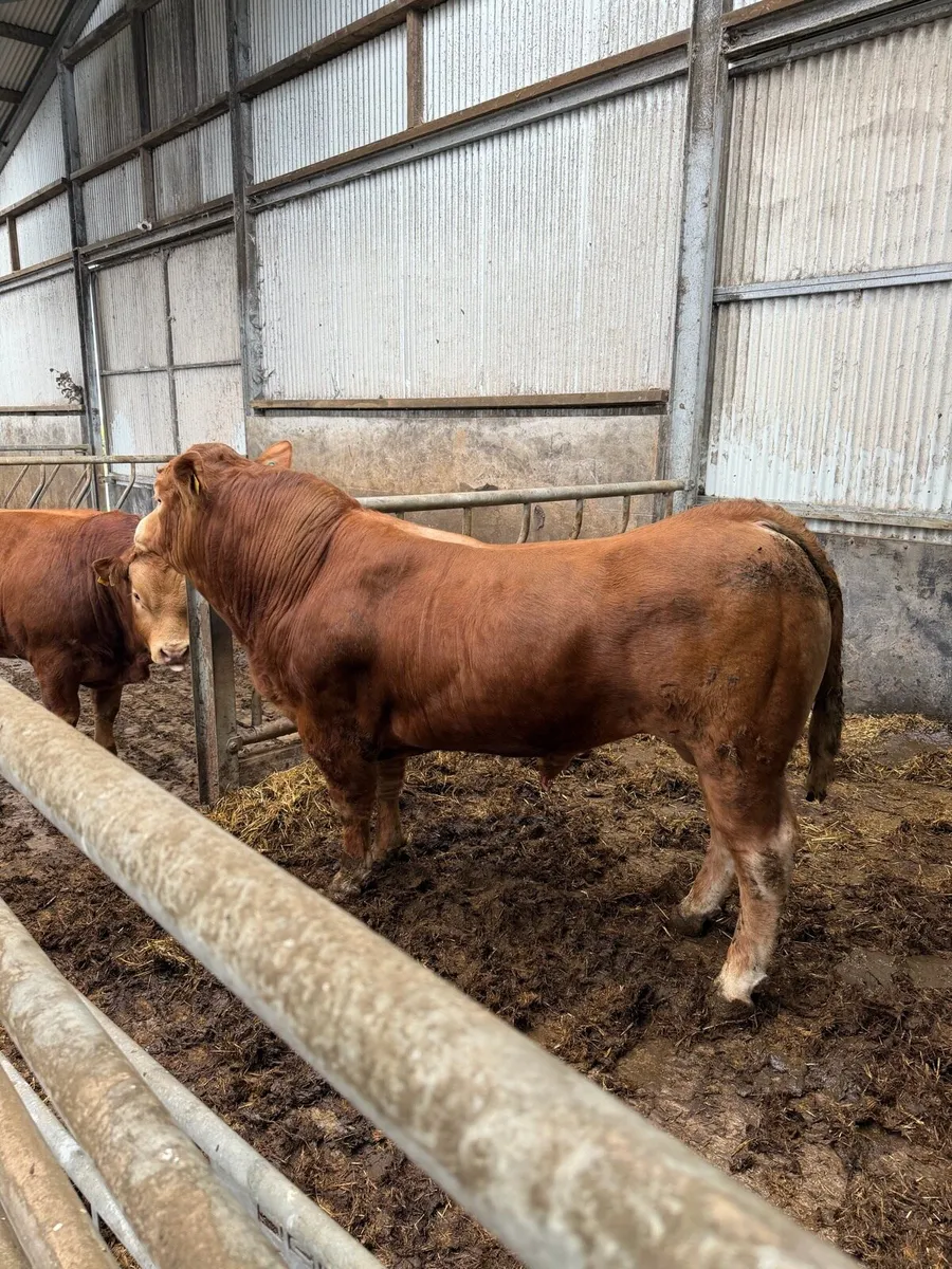PBR Limousin Bull - Image 1