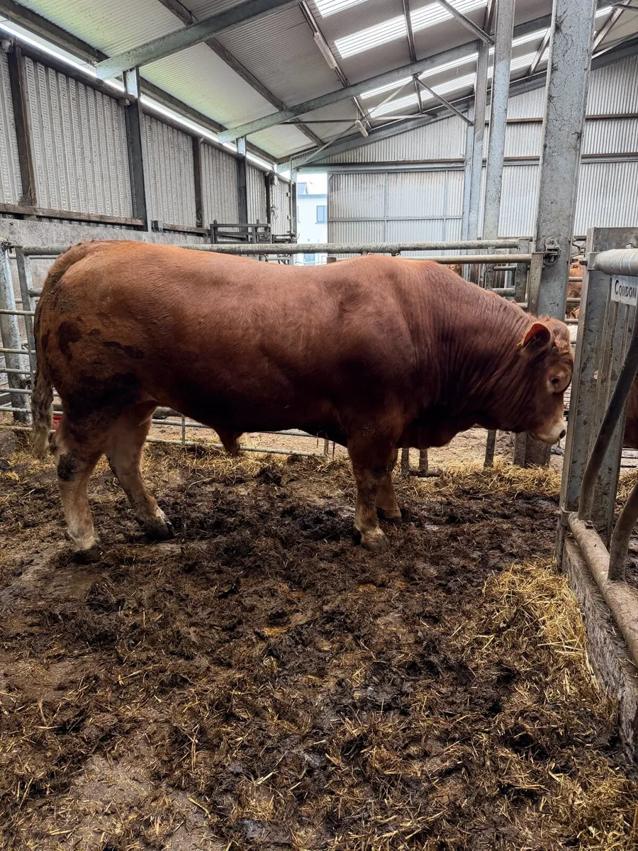 PBR Limousin Bull - Image 2